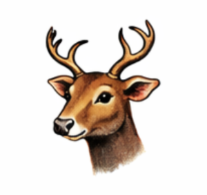 Mrigashira Nakshatra